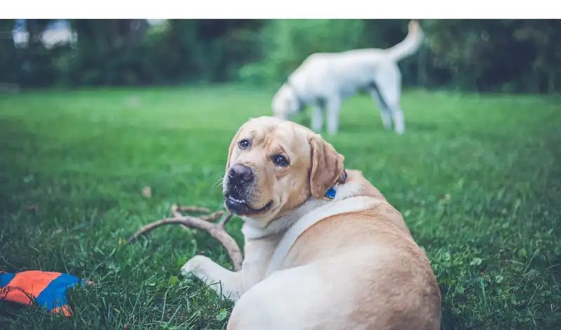yellow-labrador