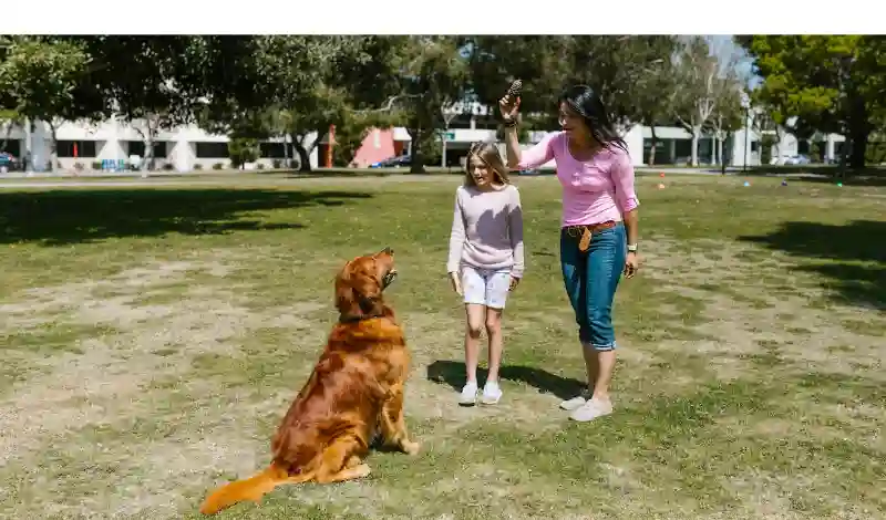 brain-games-for-golden-retriever