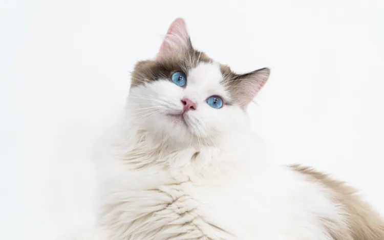 how-to-take-care-of-ragdoll