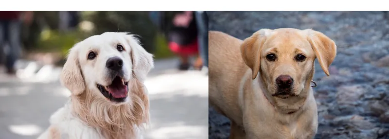 Labrador-vs-Golden-Retriever