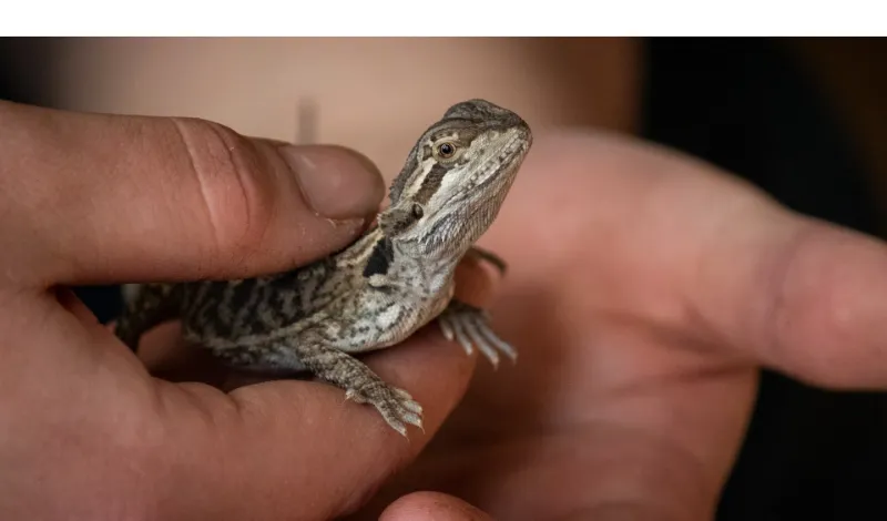 does-bearded-dragons-like-to-be-held