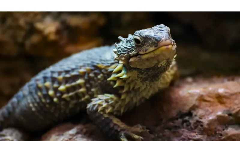 How-to-know-if-lizard-is-dehydrated