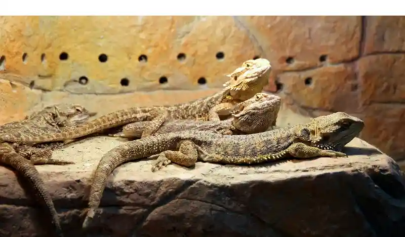What-Bearded-Dragons-Like-in-Tank