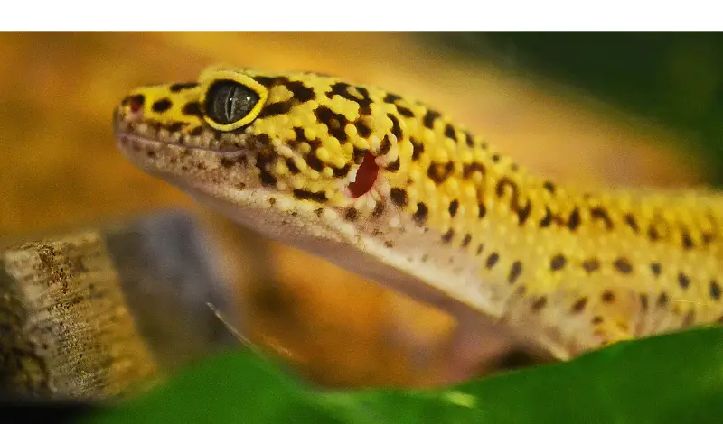 are-leopard-gecko-sensitive-to-smell