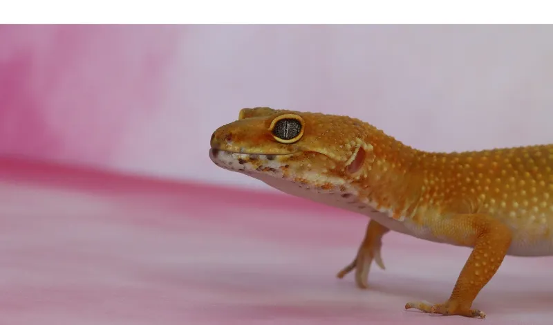 are-red-lights-bad-for-leopard-gecko