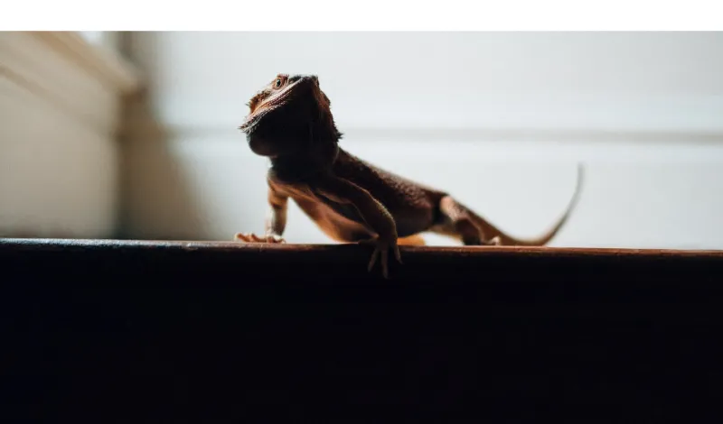 bearded-dragon-abnormal-behavior