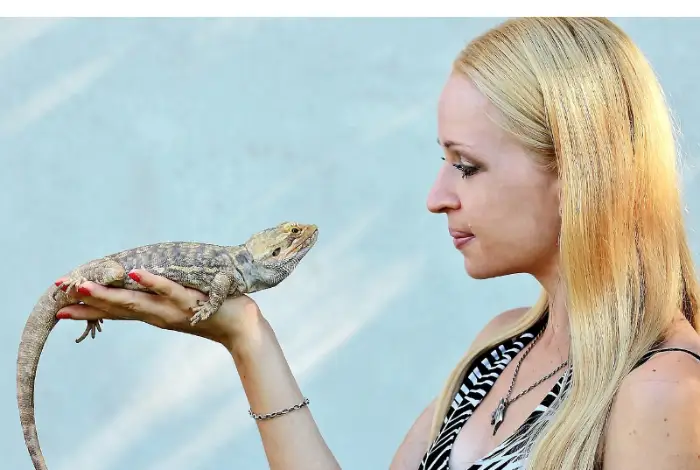 bearded-dragon-lick-you