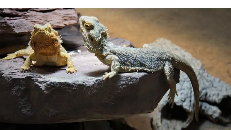 behavorial-differences-male-female-bearded-dragon