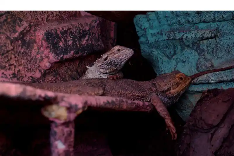 can-bearded-dragons-see-dark