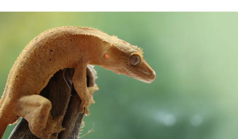can-gecko-survive-fall
