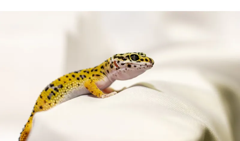 can-leopard-gecko-see-color