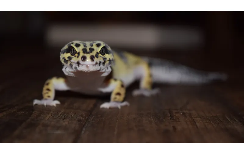 can-leopard-gecko-see-in-the-dark