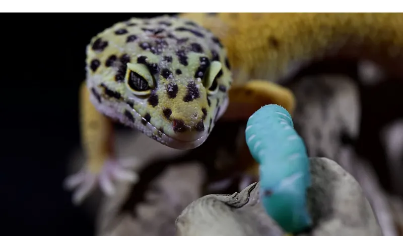 can leopard-geckos-eat-earthworms