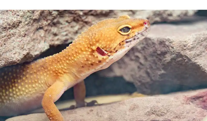 does-leopard-gecko-skin-absorb-water