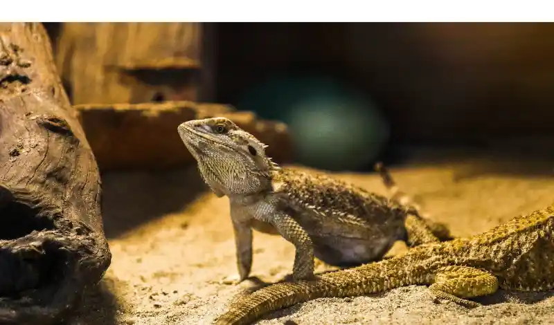 do-bearded-dragon-get-attached-owner