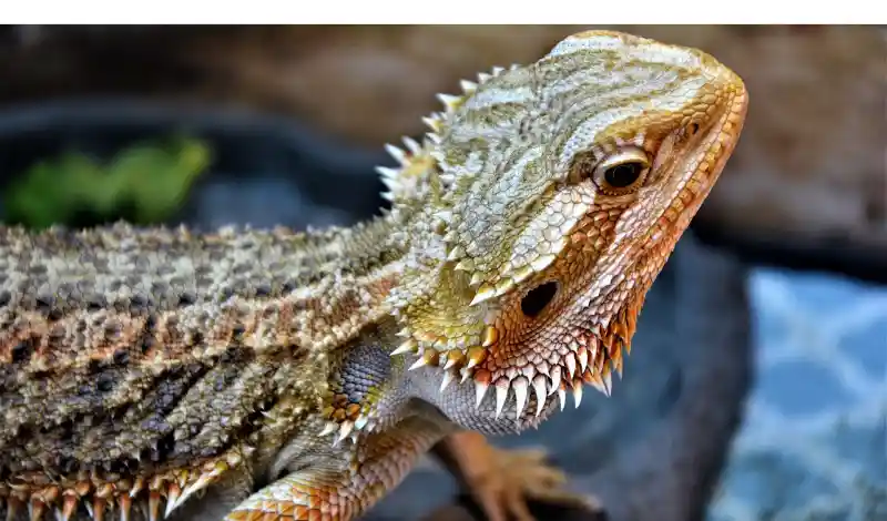 do-bearded-dragon-have-ears