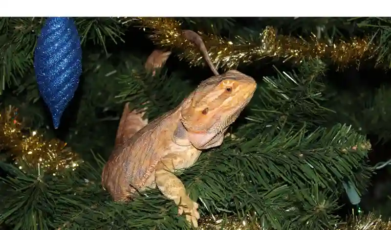 do-bearded-dragon-like-to-play-ball