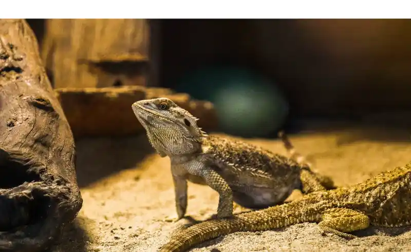 Featured_Image_[do-bearded-dragon-show-fear