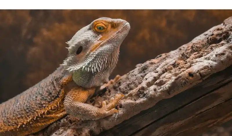 do-bearded-dragons-bite