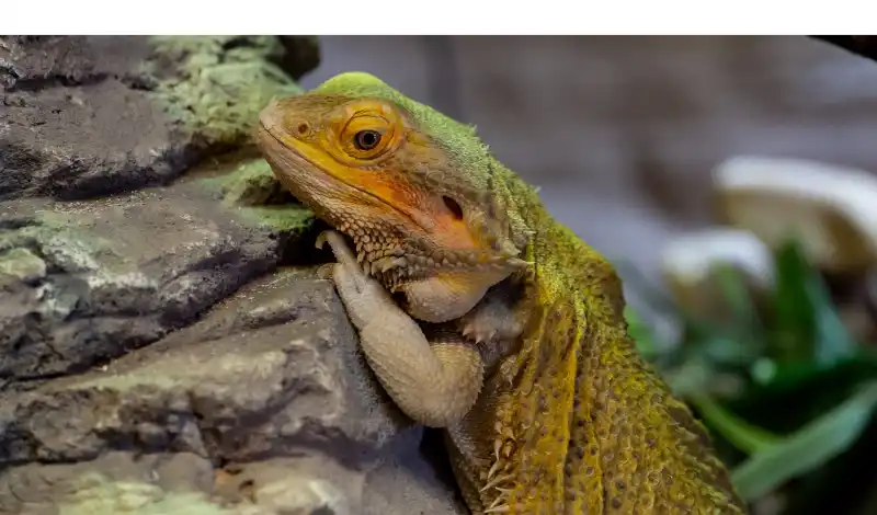 do-bearded-dragons-get-lonely