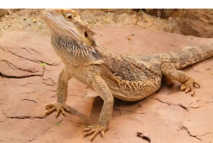 do-bearded-dragons-have-good-hearing
