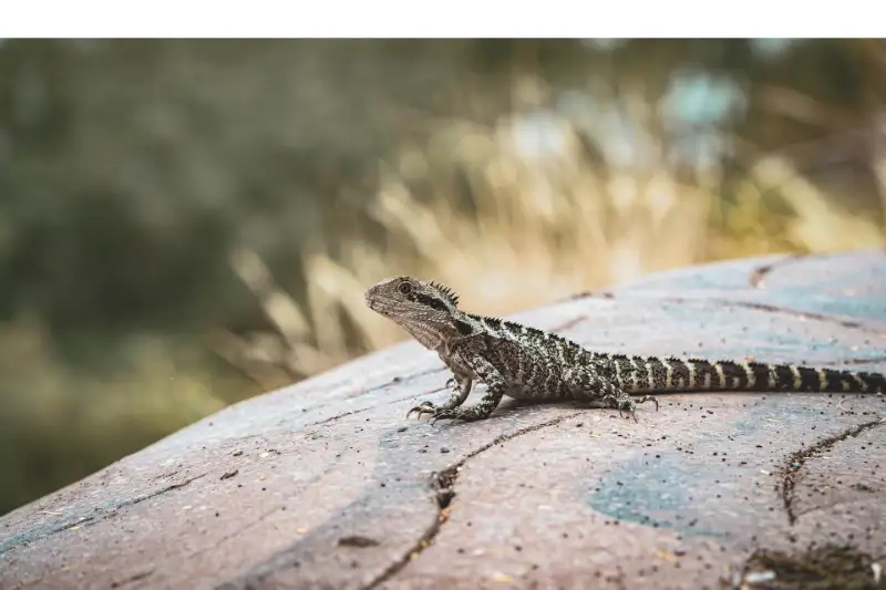 do-bearded-dragons-have-teeth
