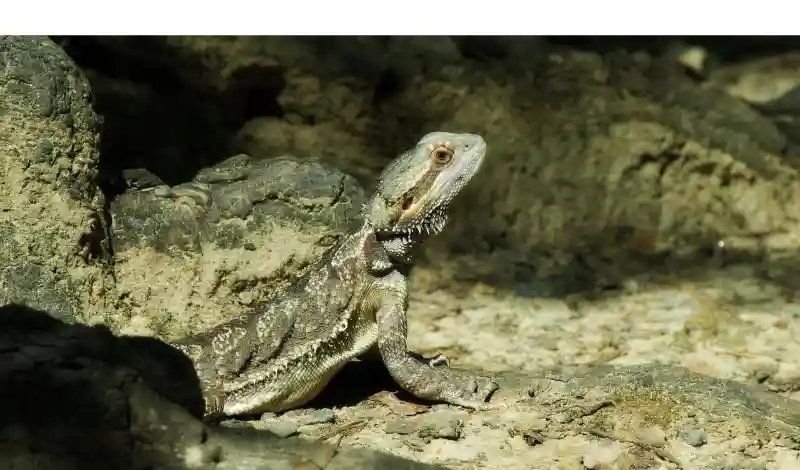 do-bearded-dragons-sleep-a-lot