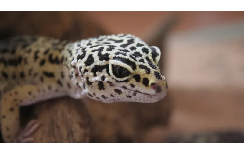 do-leopard-gecko-bite