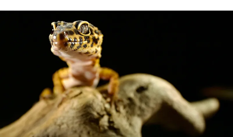 do-leopard-gecko-feel-pain-losing-tail
