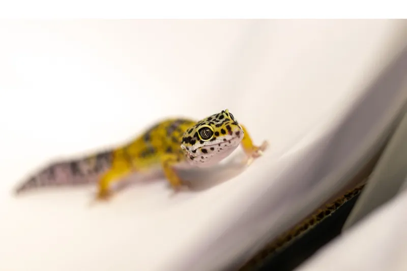do-leopard-gecko-good-hearing