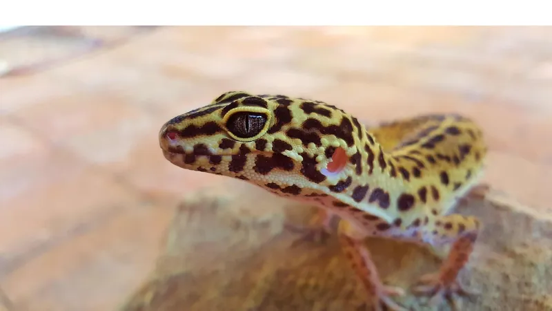 do-leopard-gecko-have-good-eyesight