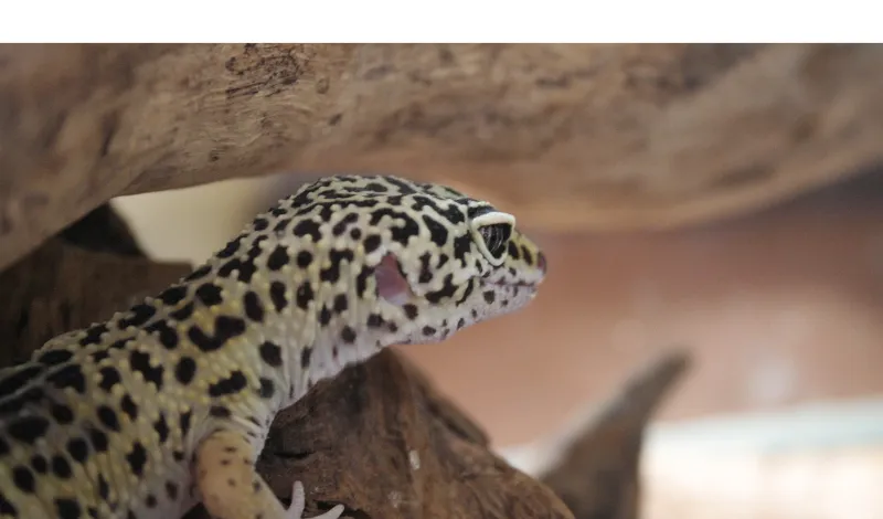 [do-leopard-gecko-like-to-be-alone
