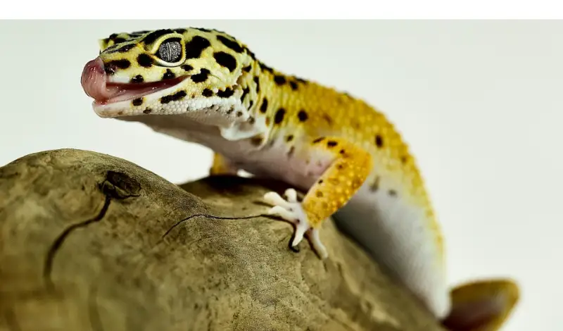 do-leopard-gecko-like-to-climb