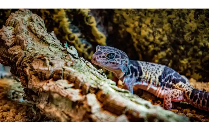 do-leopard-gecko-need-heat-lamp