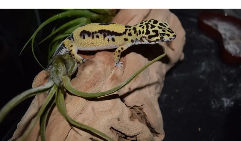 do-leopard-gecko-need-light-at-night