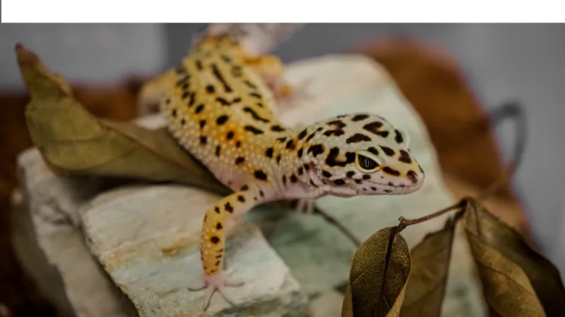 do-leopard-gecko-sleep