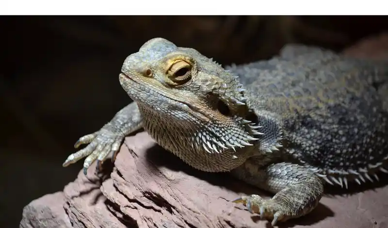 do-bearded-dragon-like-to-be-alone