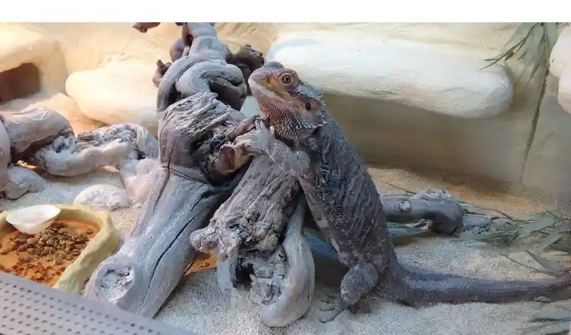 do-bearded-dragon-sleep-eyes-open