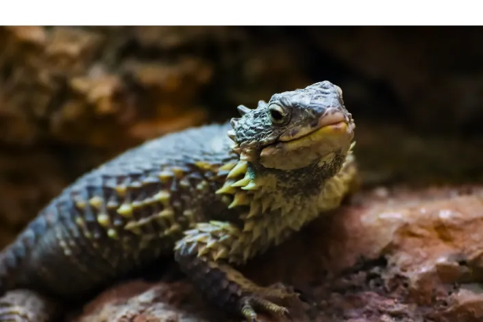 does-bearded-dragon-have-good-memory