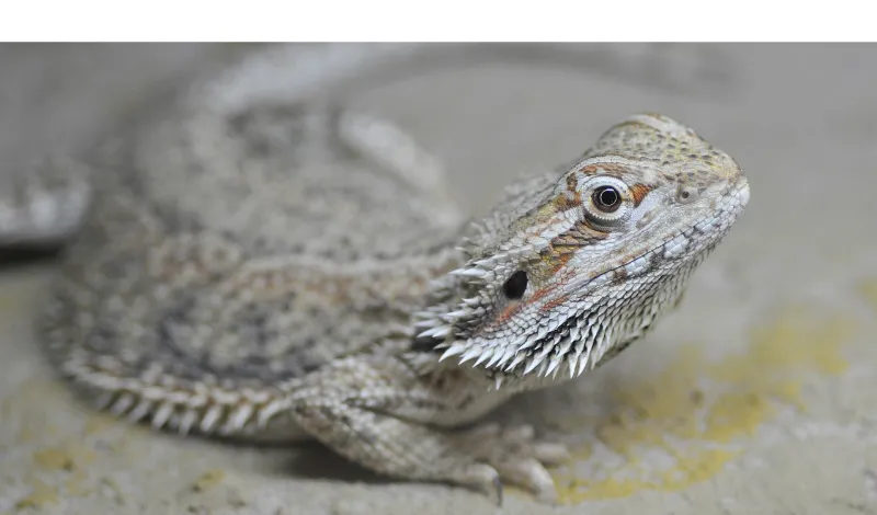 does-bearded-dragon-like-pat-under-chin