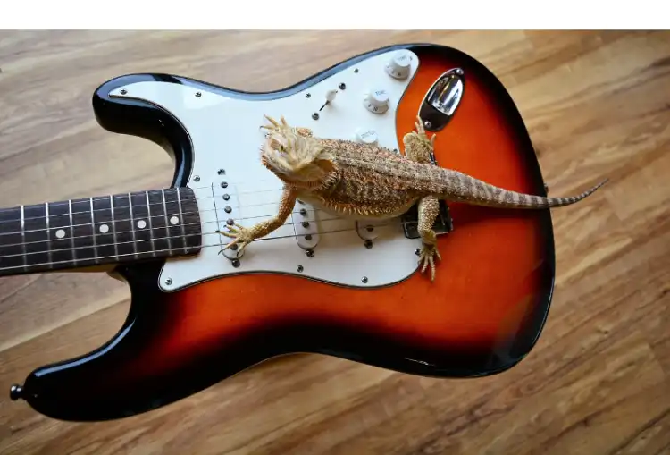 does-bearded-dragons-like-music