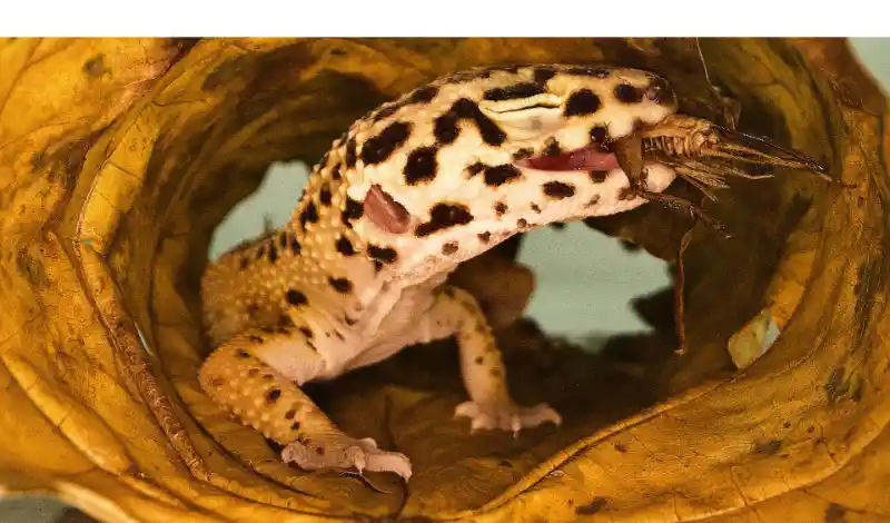 does-leopard-gecko-have-teeth