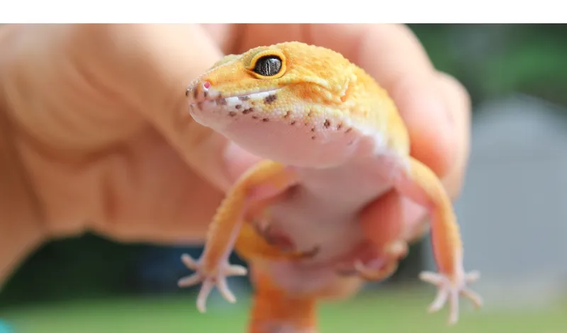 does-leopard-gecko-like-to-be-held