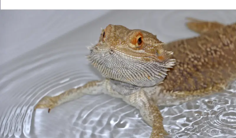 give-bearded-dragon-water