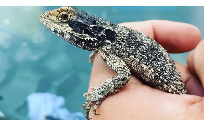 hold-bearded-dragon-during-brumation