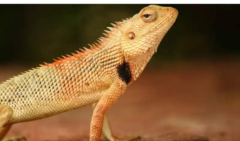 how-bearded-dragons-see