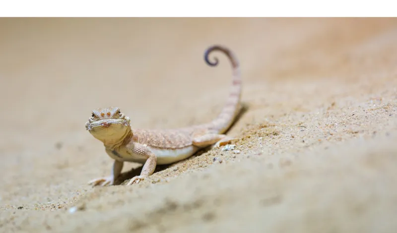 how-does-gecko-lose-its-tail