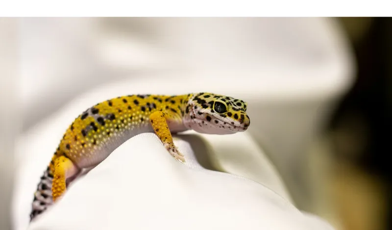 how-good-is-gecko-vision