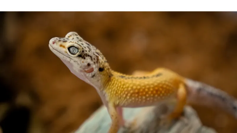 how-high-leopard-gecko-jump