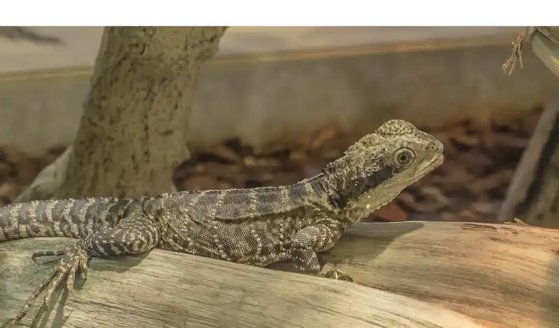 how-leopard-gecko-communicate